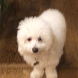 Meet your Posher, Gab